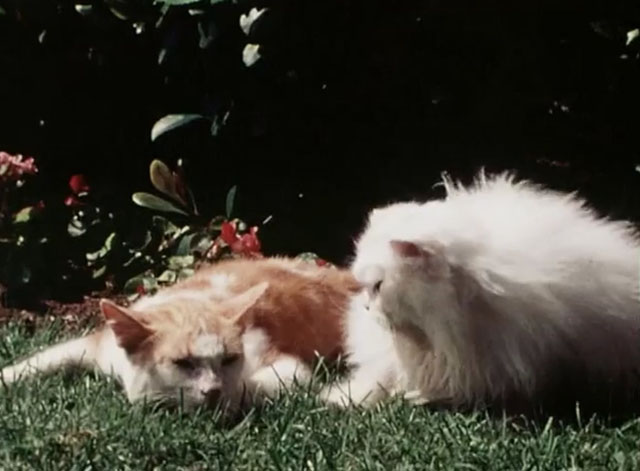 The Secret Lives of Waldo Kitty - Catzan of the Apes - ginger and white cat Waldo Kitty with white longhair cat Felicia on grass