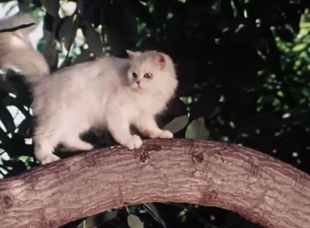 The Secret Lives of Waldo Kitty - Catzan of the Apes - white longhair cat Felicia in tree