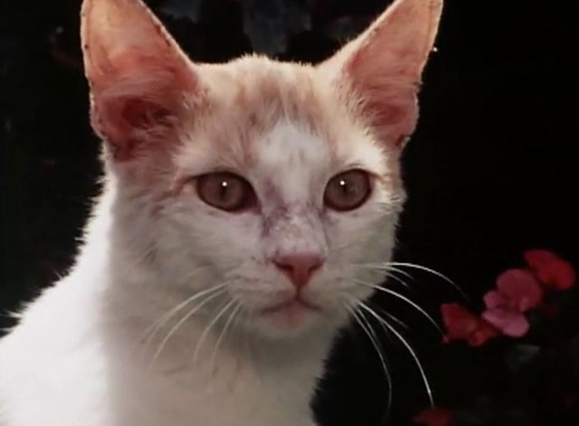 The Secret Lives of Waldo Kitty - Catzan of the Apes - ginger and white cat Waldo Kitty close up