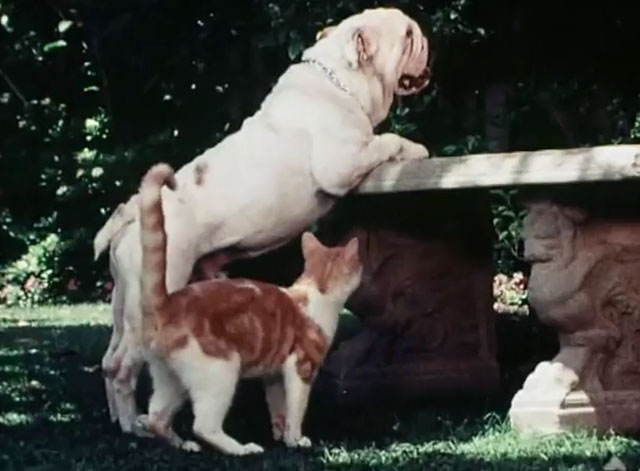 The Secret Lives of Waldo Kitty - Catzan of the Apes - ginger and white cat Waldo Kitty with bulldog Tyrone