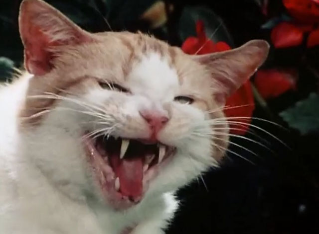 The Secret Lives of Waldo Kitty - Catzan of the Apes - ginger and white cat Waldo Kitty doing Tarzan yell