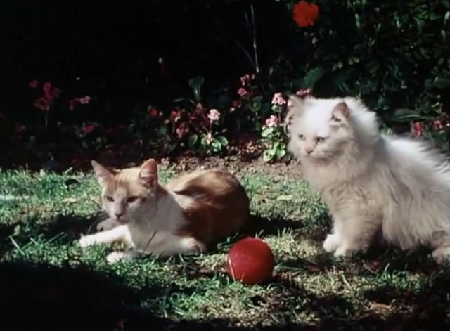 The Secret Lives of Waldo Kitty - Catzan of the Apes - ginger and white cat Waldo Kitty with white Persian cat Felicia with ball