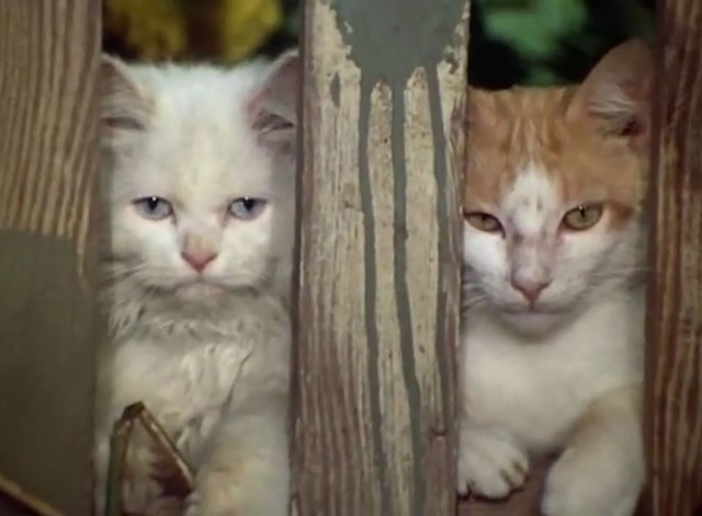 The Secret Lives of Waldo Kitty - The Lone Kitty - longhair white Persian Felicia with ginger and white tabby cat looking through fence slats