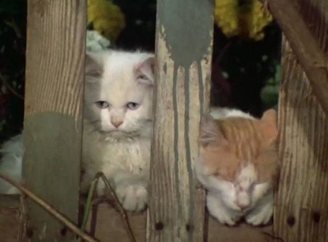 The Secret Lives of Waldo Kitty - The Lone Kitty - longhair white Persian Felicia with ginger and white tabby cat looking through fence slats