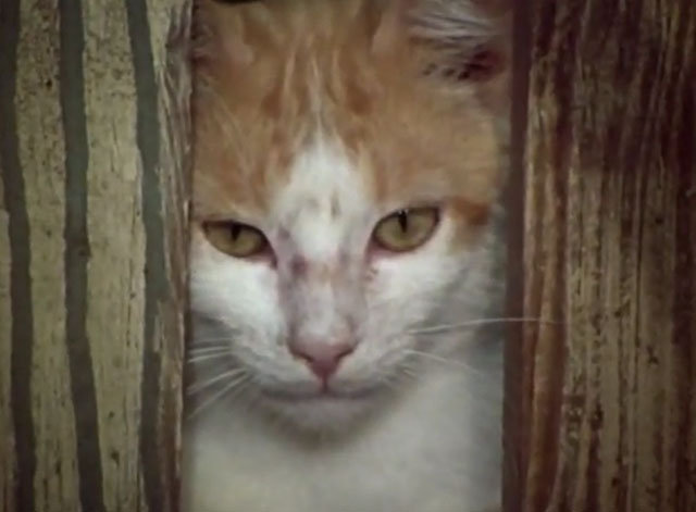 The Secret Lives of Waldo Kitty - The Lone Kitty - ginger and white tabby cat looking through fence slats