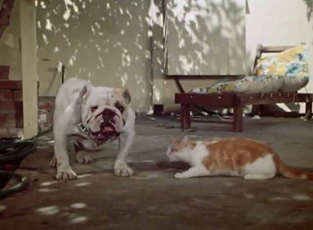 The Secret Lives of Waldo Kitty - The Lone Kitty - ginger and white cat Waldo on white horse Sterling