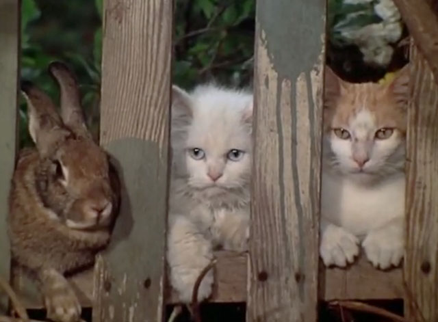 The Secret Lives of Waldo Kitty - The Lone Kitty - longhair white Persian Felicia, ginger and white tabby cat and brown rabbit Pronto looking through fence slats