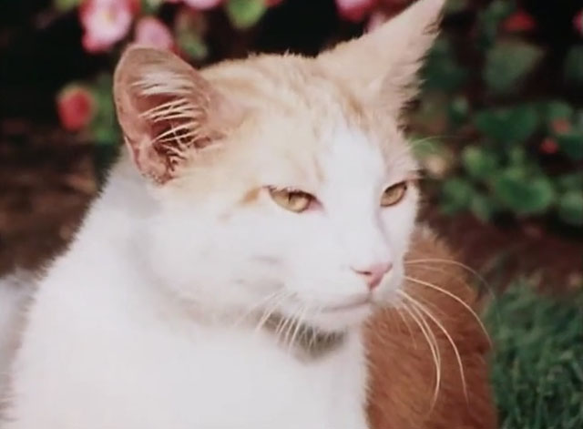 The Secret Lives of Waldo Kitty - Robin Cat - ginger and white tabby cat Waldo Kitty on lawn