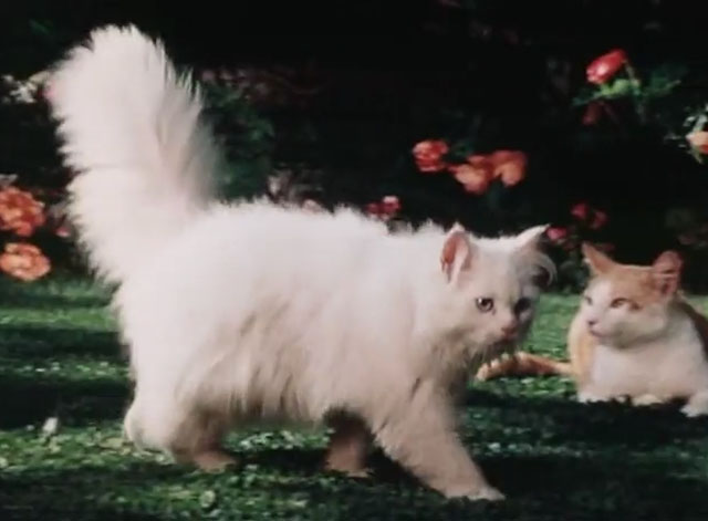 The Secret Lives of Waldo Kitty - Robin Cat - white Persian cat Felicia with ginger and white tabby cat Waldo Kitty on lawn