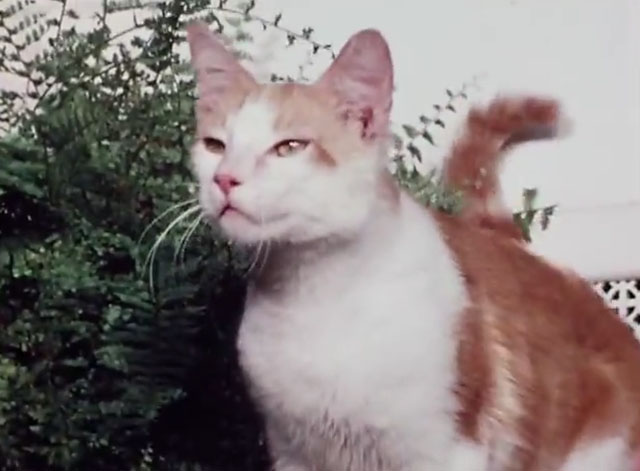 The Secret Lives of Waldo Kitty - Robin Cat - ginger and white tabby cat Waldo Kitty