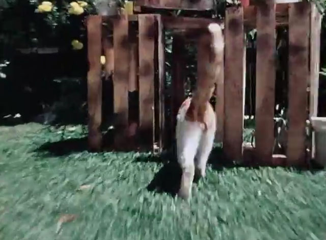 The Secret Lives of Waldo Kitty - Robin Cat - ginger and white tabby cat Waldo Kitty running amongst crates