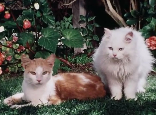 The Secret Lives of Waldo Kitty - Robin Cat - ginger and white tabby cat Waldo Kitty with white Persian cat Felicia on lawn