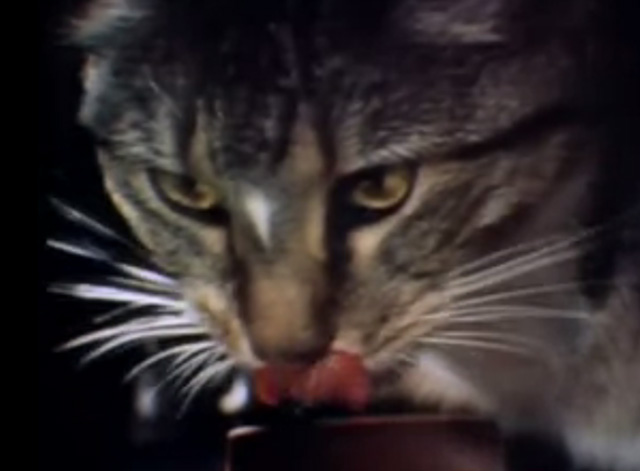 Sesame Street - Doll House - tabby cat licking lips