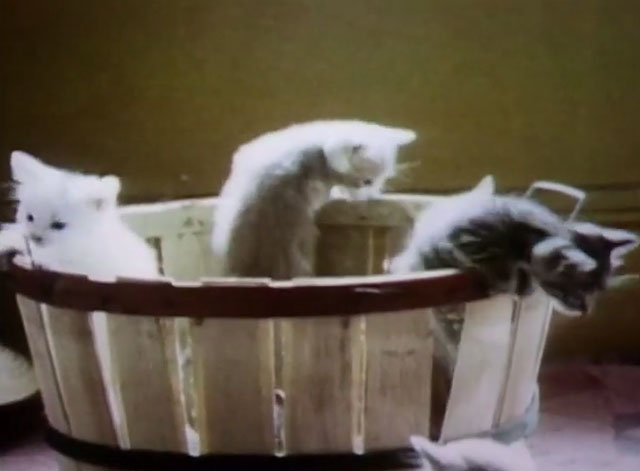 Sesame Street - three kittens in a basket