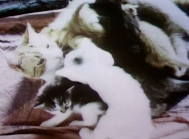 Sesame Street - ginger and white tabby mama cat feeding kittens