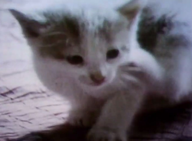 Sesame Street - gray and white tabby kitten