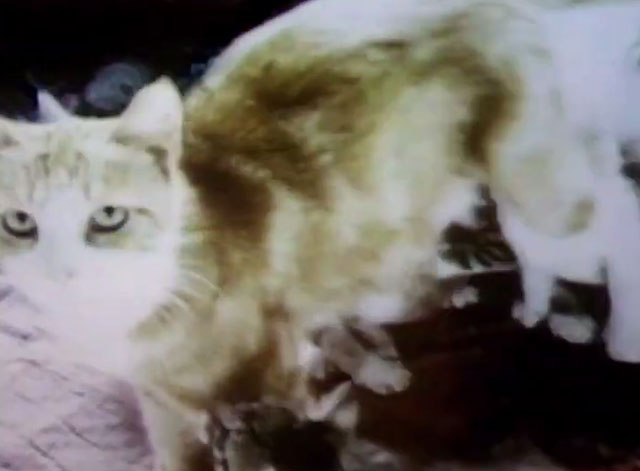 Sesame Street - ginger and white tabby mama cat leaving kittens