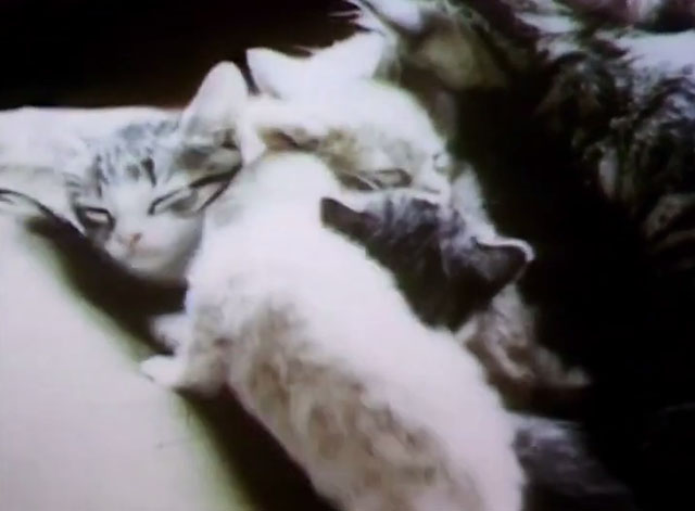 Sesame Street - kittens sleeping
