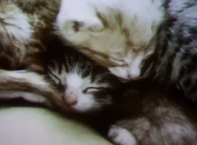 Sesame Street - tabby kittens sleeping