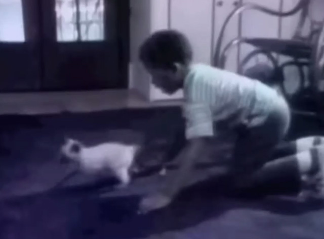 Sesame Street - My Kitten - little boy playing with Siamese kitten Dusty