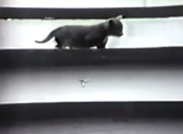 Sesame Street - Trying and Trying again - grey and white tuxedo kitten on step of stairs