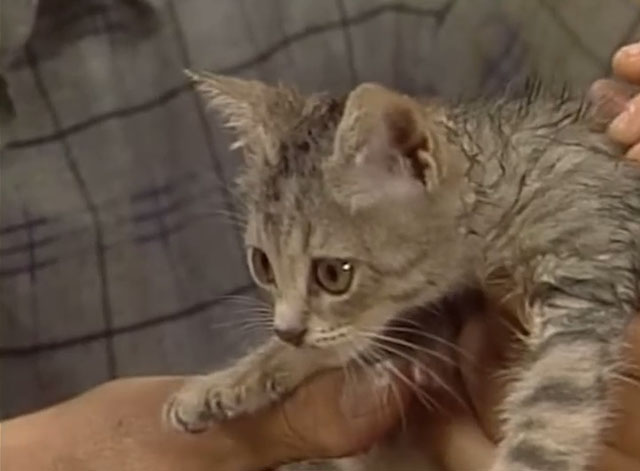 Sesame Street - Episode 2383 Stray Kitten - close up of matted gray tabby kitten