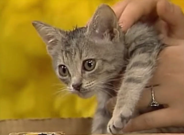 Sesame Street - Episode 2383 Stray Kitten - matted gray tabby kitten