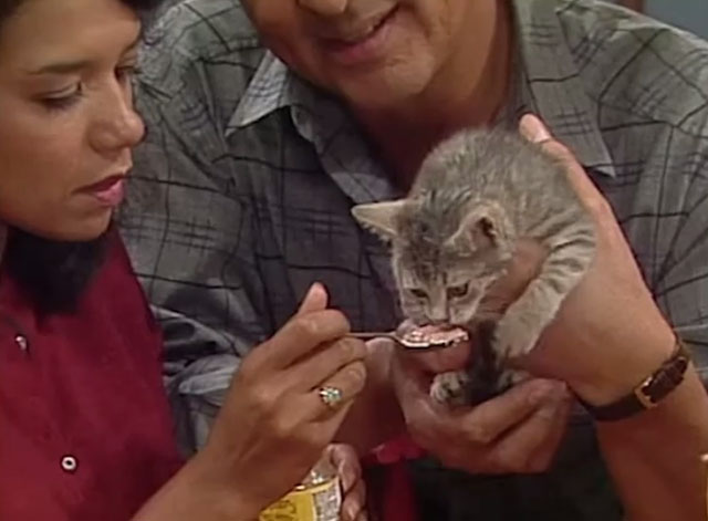 Sesame Street - Episode 2383 Stray Kitten - gray tabby kitten licking baby food from spoon