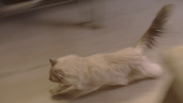 Shameless - The Defenestration of Frank - tabby Siamese mix cat Singletary running through diner