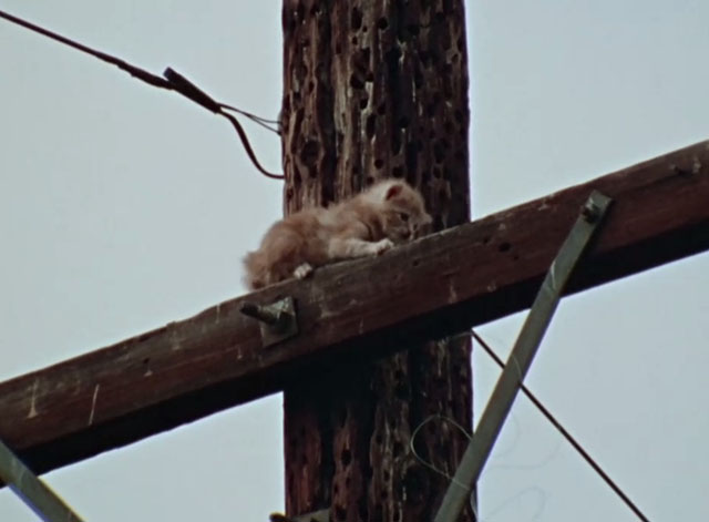 Shazam - The Sound of a Different Drummer - ginger tabby kitten Polecat on top of utility pole