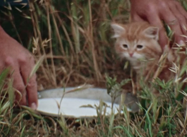 Shazam - The Sound of a Different Drummer - ginger tabby kitten Polecat in grass with bowl of milk