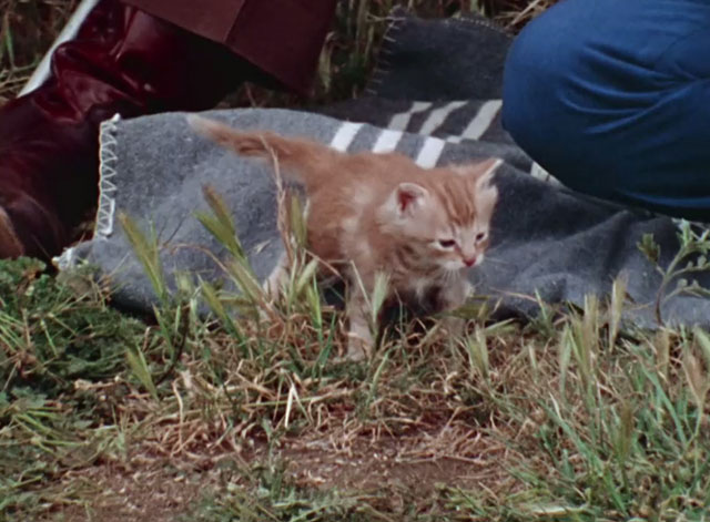 Shazam - The Sound of a Different Drummer - ginger tabby kitten Polecat in grass