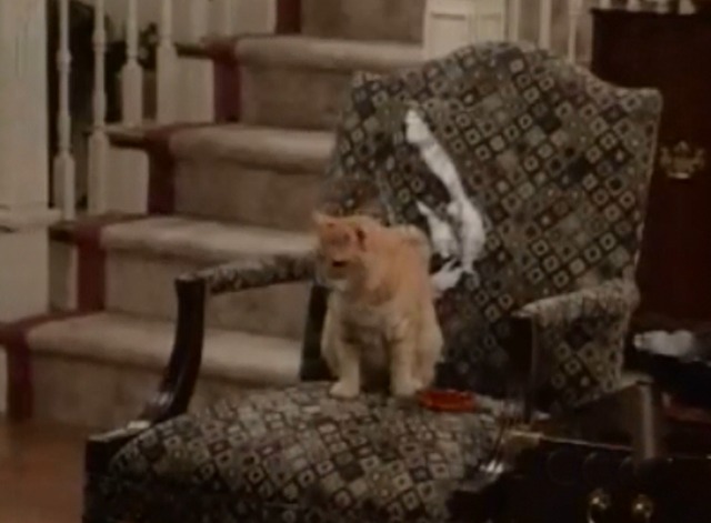 Sister, Sister - Cheater, Cheater - orange tabby cat Little Ray on ripped chair