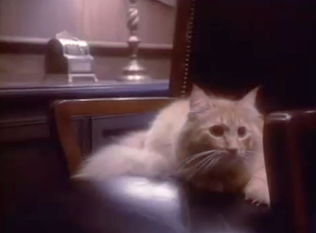 Sledge Hammer - Witless - long hair ginger tabby cat sitting on chair