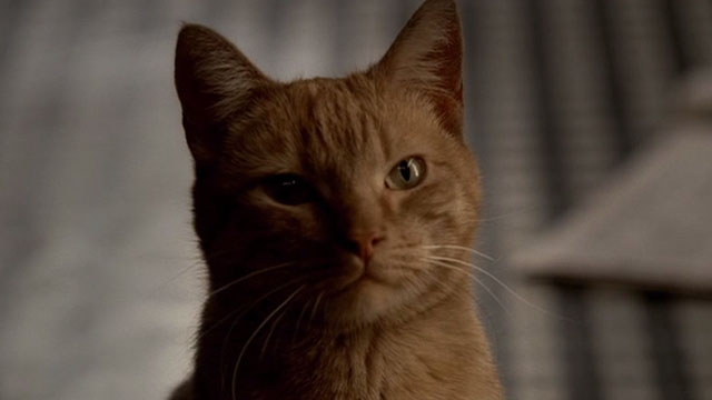 The Sopranos - Made in America - close up of orange tabby cat staring
