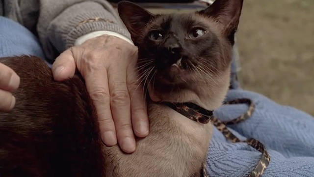 The Sopranos - Remember When - snaggletooth Siamese cat on lap