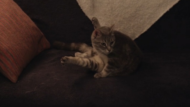 Space Riders: Division Earth - tabby Portal Cat washing itself on sofa