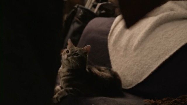 Space Riders: Division Earth - tabby Portal Cat sitting on couch