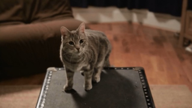 Space Riders: Division Earth - tabby Portal Cat standing