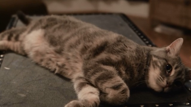 Space Riders: Division Earth - tabby Portal Cat lying down