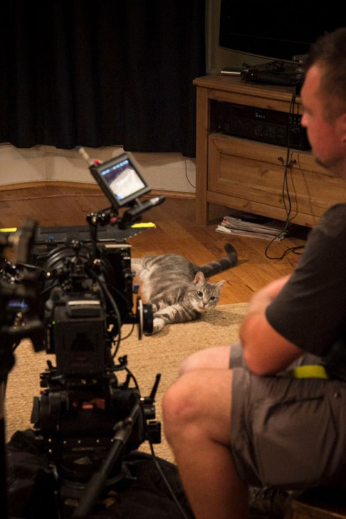 Space Riders: Division Earth - behind the scenes photo of tabby Portal Cat on floor