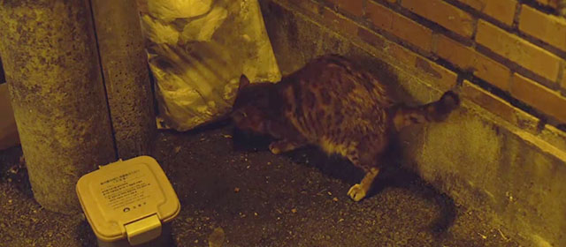 Squid Game - Red Light, Green Light - Bengal cat scrounging in garbage