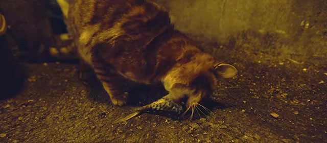 Squid Game - Red Light, Green Light - Bengal cat eating fish tail in alley