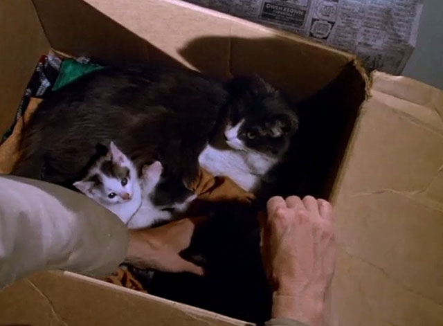 Starsky & Hutch - Silence - tuxedo mama cat with kittens in cardboard box