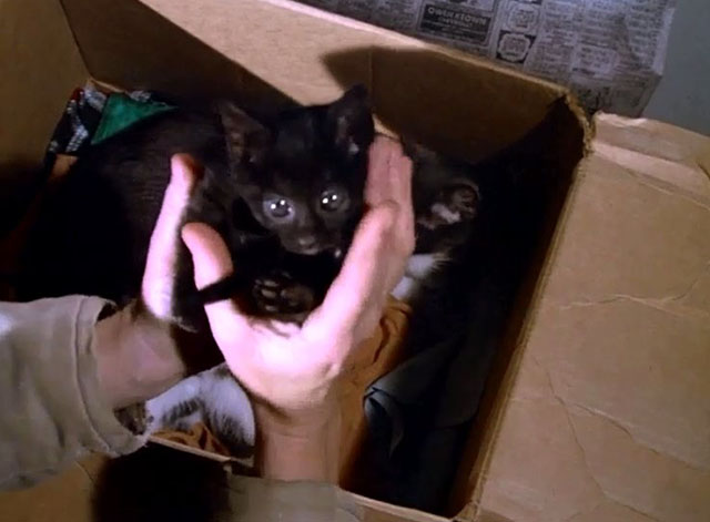 Starsky & Hutch - Silence - black kitten being lifted out of cardboard box