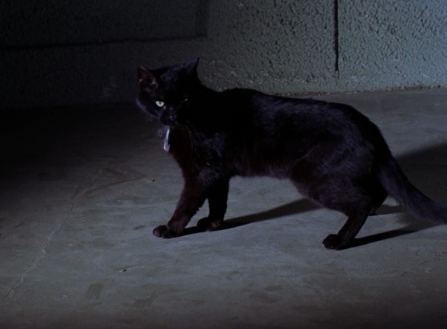 Star Trek - Catspaw black cat pausing