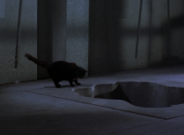 Star Trek - Catspaw black cat looking into hole