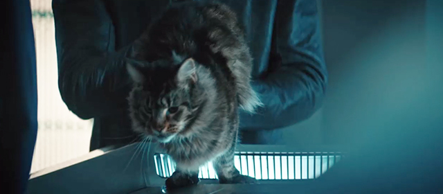 Star Trek: Discovery - That Hope is You - large longhaired tabby cat Grudge