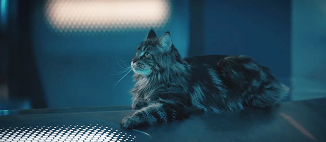Star Trek: Discovery - That Hope is You - large longhaired tabby cat Grudge
