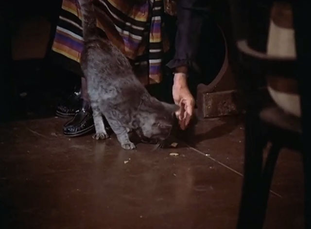 St. Elsewhere - Tweety and Ralph - gray tabby cat eating morsel from floor of restaurant